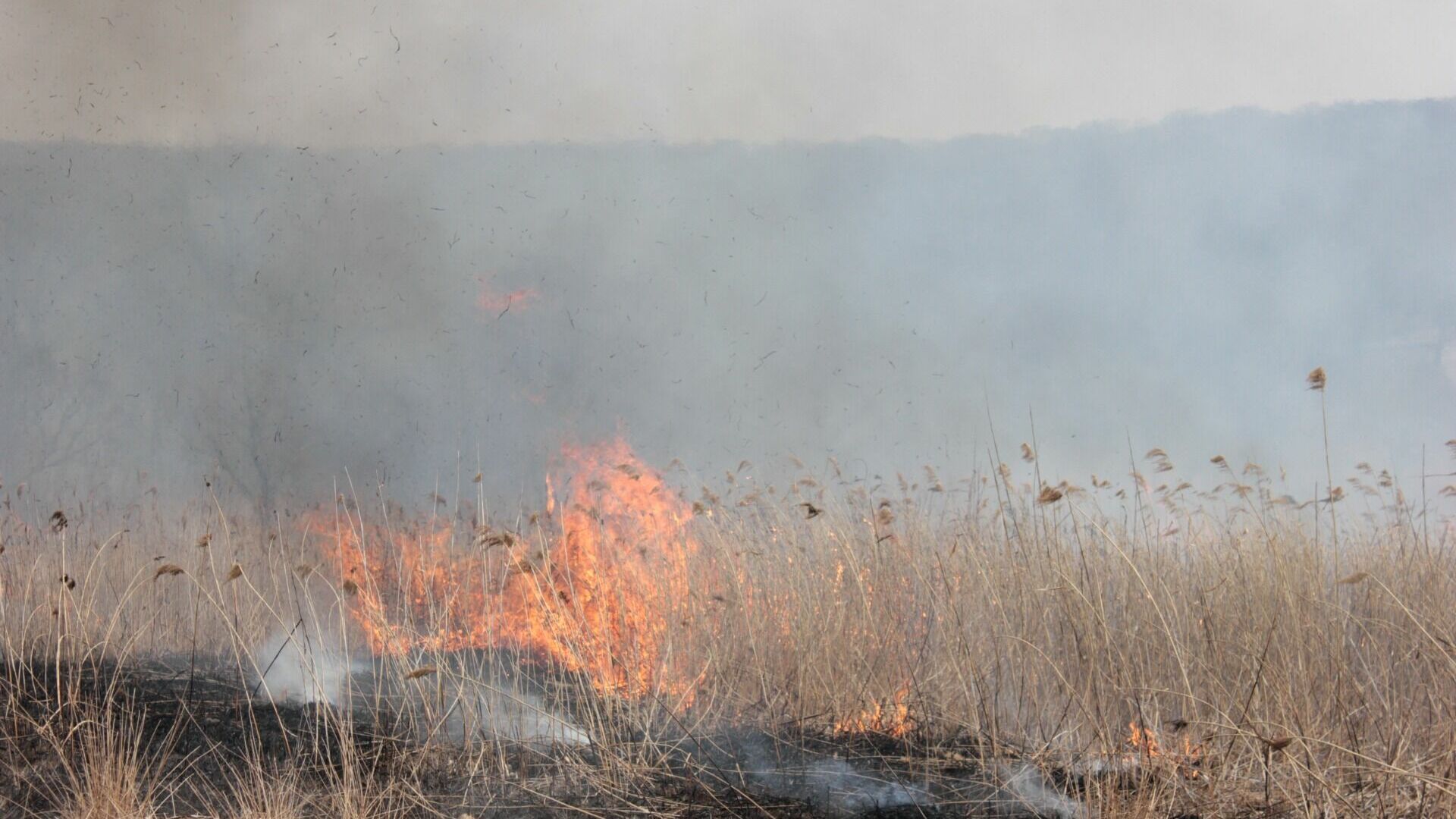 Восемь лесных пожаров действуют в Тюменской области