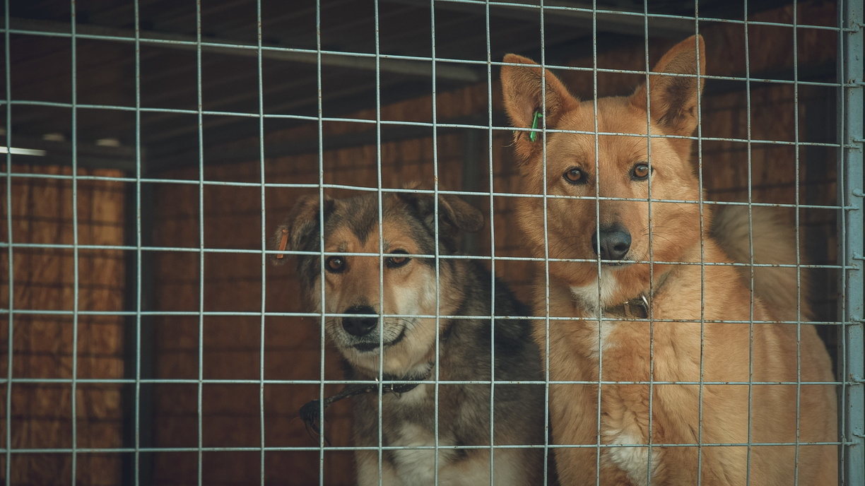 Собаки умирают в клетках: в приюте «ЛесПаркХоза» прокуратура выявила ряд нарушений