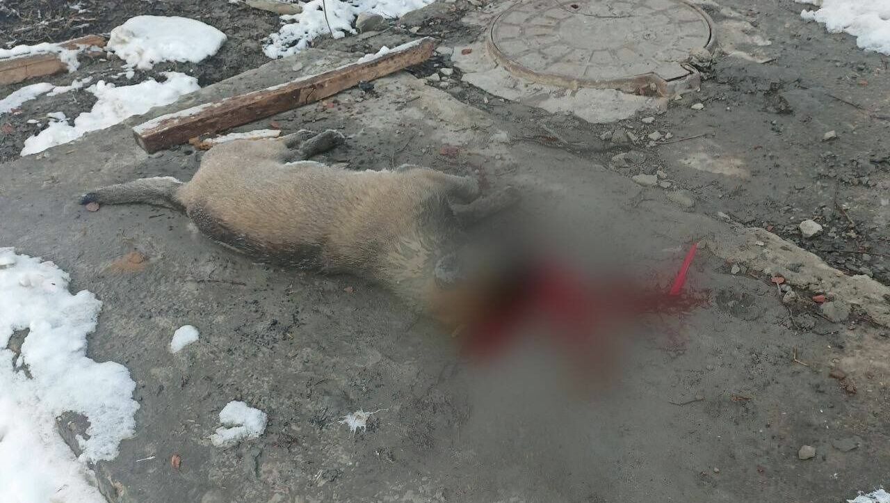 В Тюмени водитель сбил собаку и оставил ее умирать на дороге