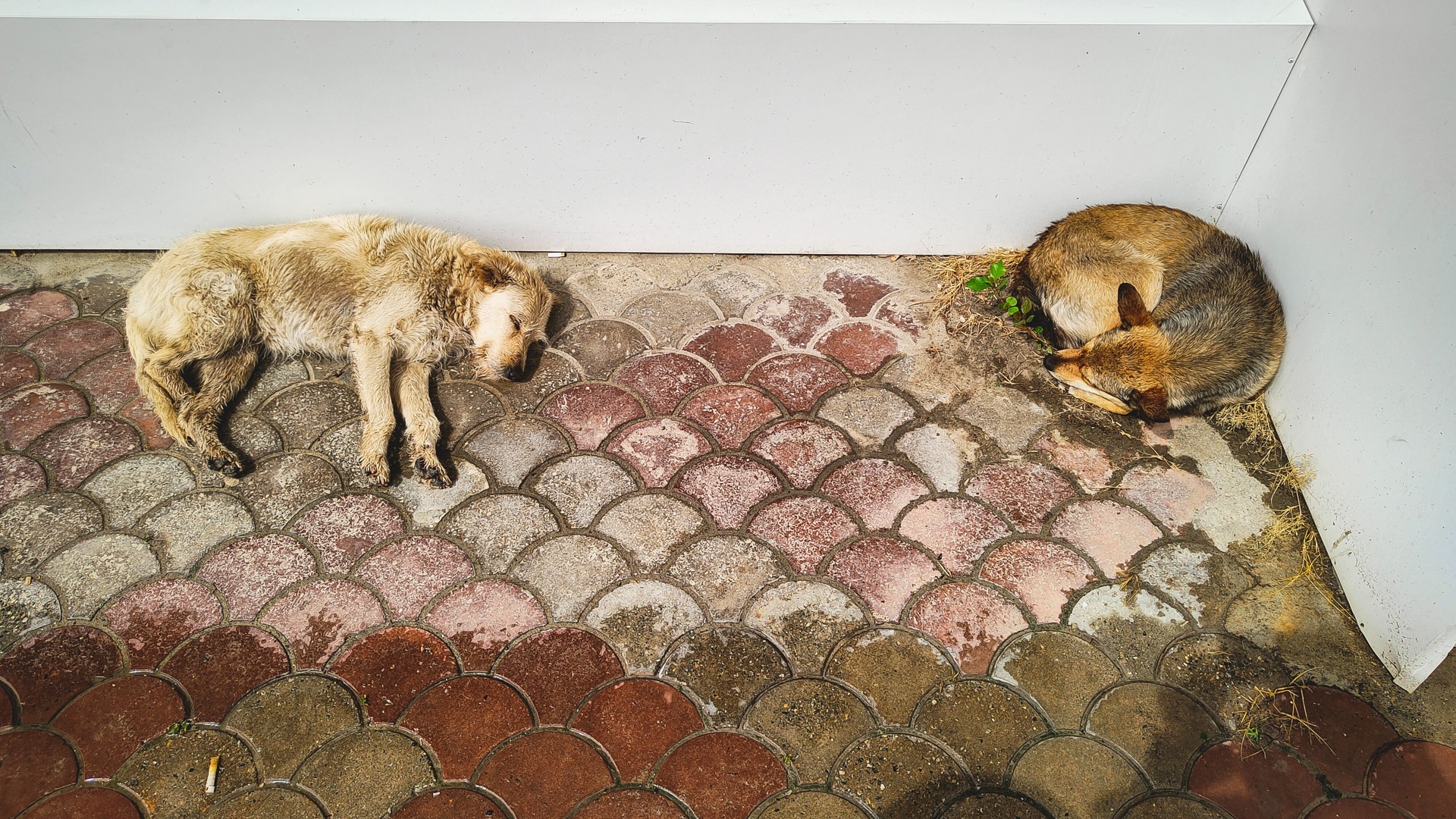 Тюменцы сообщают, что их сосед в СНТ «Ягодное» кошмарит домашних животных