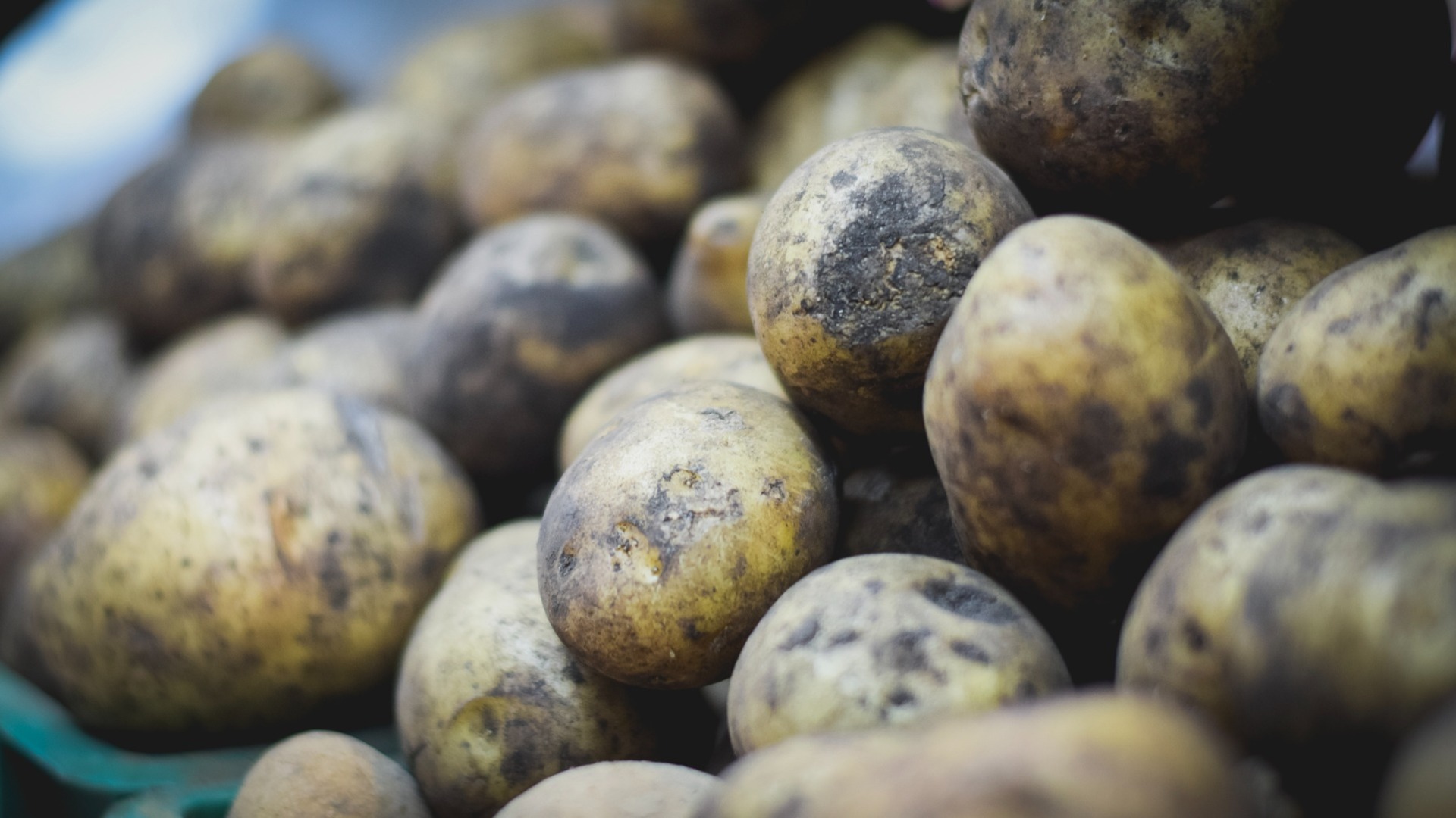 Тюменская область рискует остаться без картофеля из-за опасного паразита