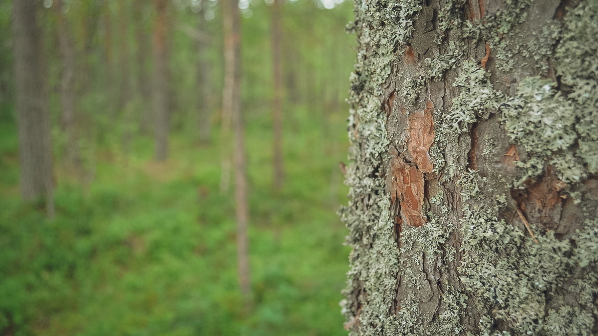 В Тюменской области мужчине грозит до 7 лет за вырубку леса